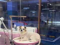 -FAELING PETS美天灵宠物(富力广场店)