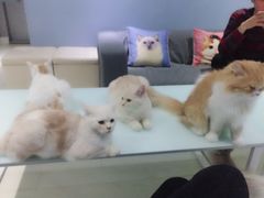 -喵的天空名猫咖啡馆·撸猫·猫舍·用品