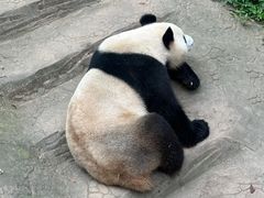 -都江堰中华大熊猫苑