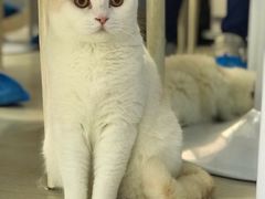 -喵的天空名猫咖啡馆·撸猫·猫舍·用品