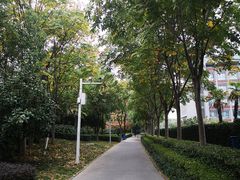-武汉大学-樱园