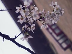 -武汉大学-樱园