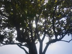 -上海滨江森林公园