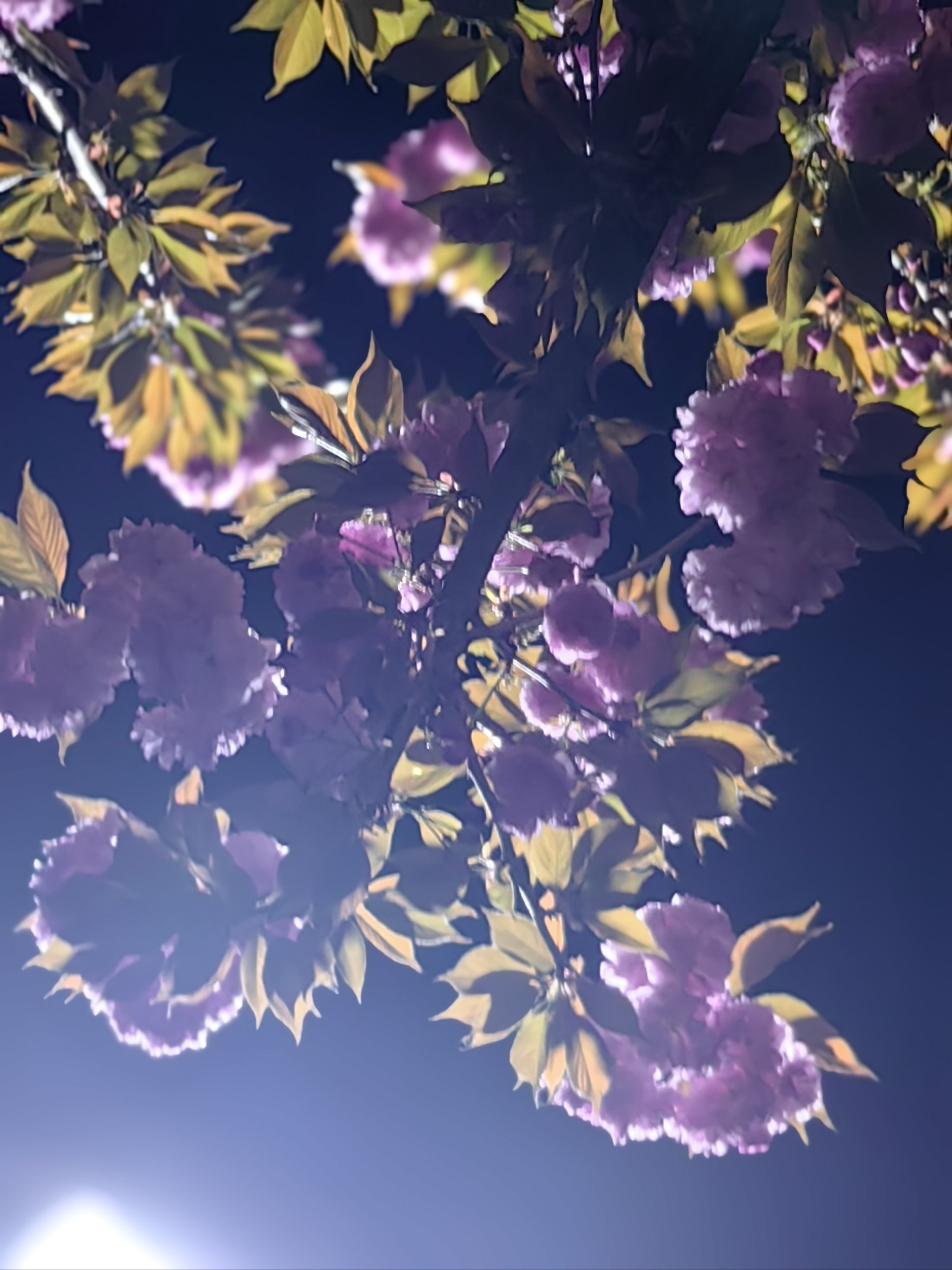QQ空间樱花文案=关于樱花的签名