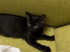 -创凡宠物医院·骨专科  猫科中心(西乡分院)