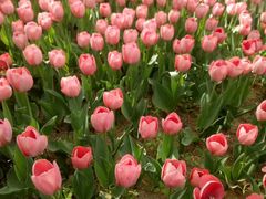 -洛阳郁金香牡丹园