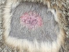 -宠颐生汉谟拉比宠物医院