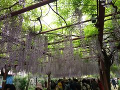 -嘉定紫藤园