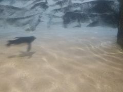 -悉尼海洋生物水族馆