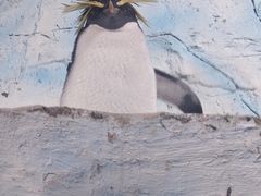 -海合安青岛极地海洋公园