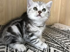 -喵zoo家庭繁育猫舍(尖东智能花园店)