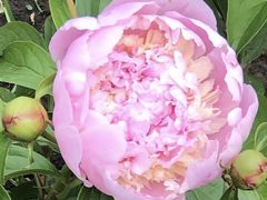 -长春公园(普阳街道)