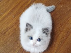 -屋虎猫馆(宝安大仟里店)