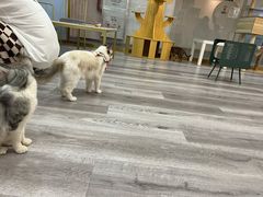 -BABIT巴比特宠物(MOMOPARK店)