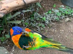 -南宫五洲植物乐园