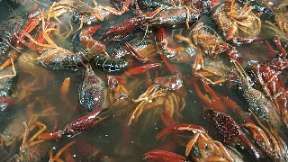 -星伦多自助料理(华润万象城店)
