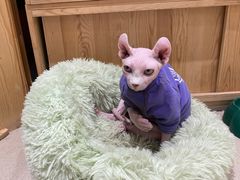 -藏猫猫咖啡主题馆(中央大道店)