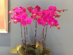 -美奈小馆·越南料理(中航城君尚购物中心店)