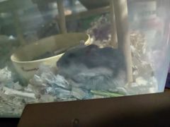 -立德异宠动物医院.兔鸟爬.内窥镜(天河店)
