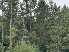 -五营红松林海景区