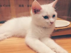 -袖虎·猫馆(体育西路店)