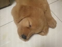 -喜多萌中农锦绣动物医院24H·猫科·牙科MRI·CT