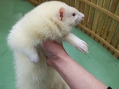 -藦茜花园宠物主题亲子互动体验馆(国顺东路店)