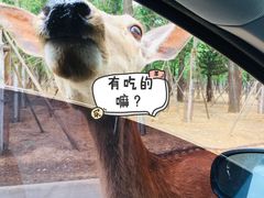 -秦皇岛野生动物园