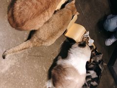 -咖法森林·咖啡  酒吧(天河店)