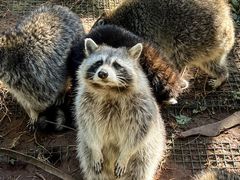 -云南野生动物园