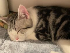 -lincat·猫舍(广州店)