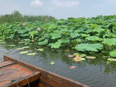 -荷塘月色湿地公园·向阳花洲