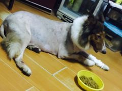 -酷狗靓猫宠物·洗护·美容·寄养(航北路店)