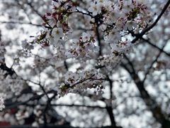 -西北湖绿化广场