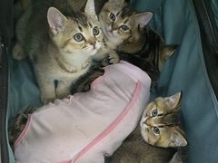 -天宠宠物医院24小时·急重症诊疗中心·全科·腔镜特色(和平分院)