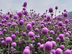 -径山花海