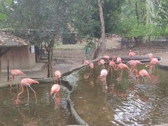 -清迈夜间动物园