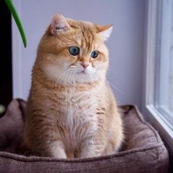 -恒沙廊