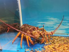 -西村日本料理(香格里拉饭店)