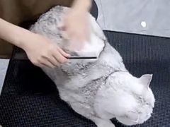 -爱洗澡的猫(天河路店)