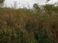 -商洛老君山旅游风景区