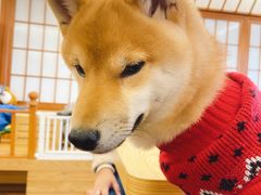 -豆柴町-柴犬主题狗咖(红鼎国际C座店)