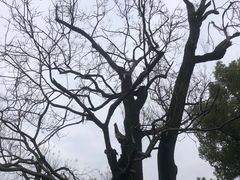 -橘子洲景区