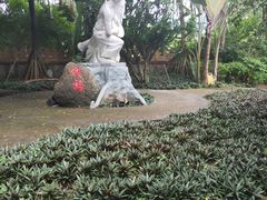 -瑞丽独树成林风景区