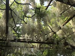 -嘉定紫藤园