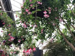 -斐兹洛伊花园