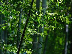 -中国大竹海景区