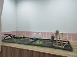 -Moni星球萌宠·小马宝莉·灵蛇·高端高阶全萌宠互动体验俱乐部(红豆国际广场店)