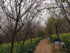 花中小徑-天适樱花悠乐园