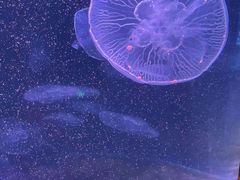 -欢乐海岸海洋奇梦馆